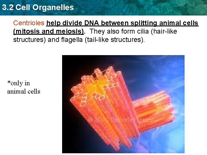3. 2 Cell Organelles Centrioles help divide DNA between splitting animal cells (mitosis and