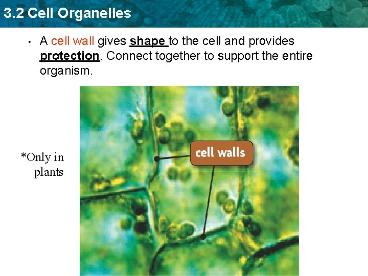 3. 2 Cell Organelles • A cell wall gives shape to the cell and