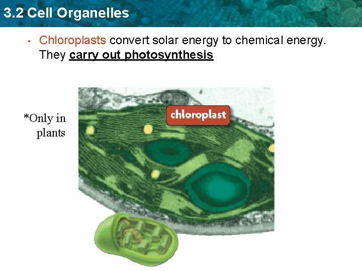 3. 2 Cell Organelles • Chloroplasts convert solar energy to chemical energy. They carry