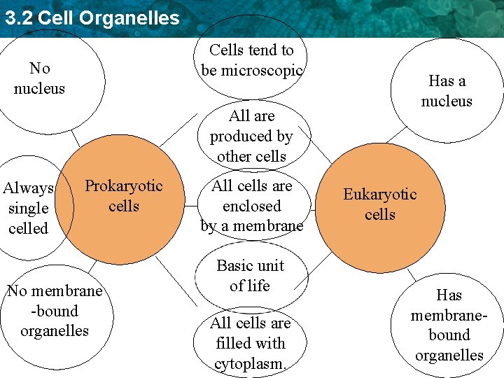 3. 2 Cell Organelles Cells tend to be microscopic No nucleus Has a nucleus