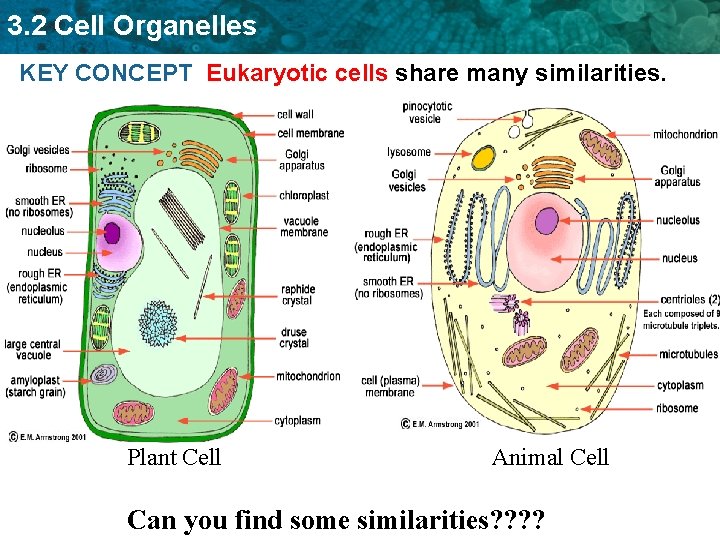 3. 2 Cell Organelles KEY CONCEPT Eukaryotic cells share many similarities. Plant Cell Animal