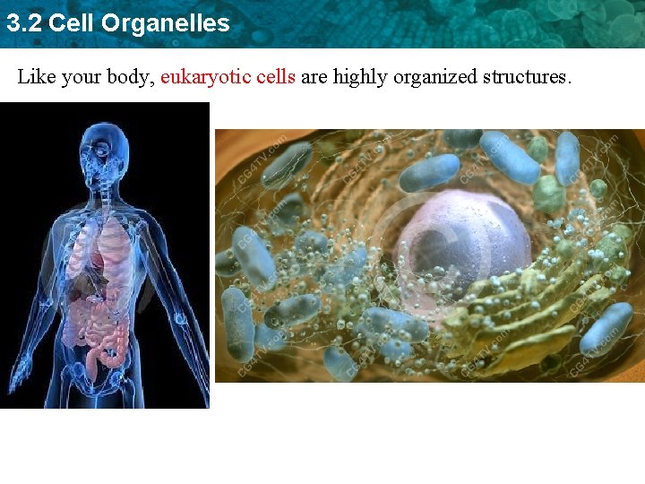 3. 2 Cell Organelles Like your body, eukaryotic cells are highly organized structures. 