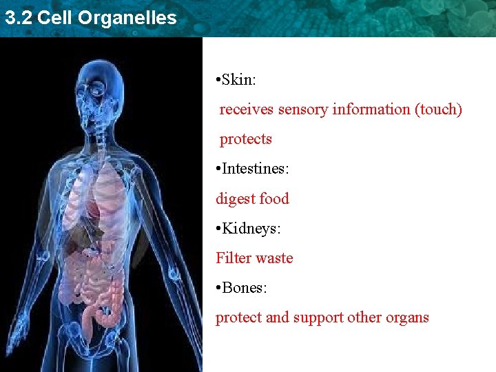 3. 2 Cell Organelles • Skin: receives sensory information (touch) protects • Intestines: digest