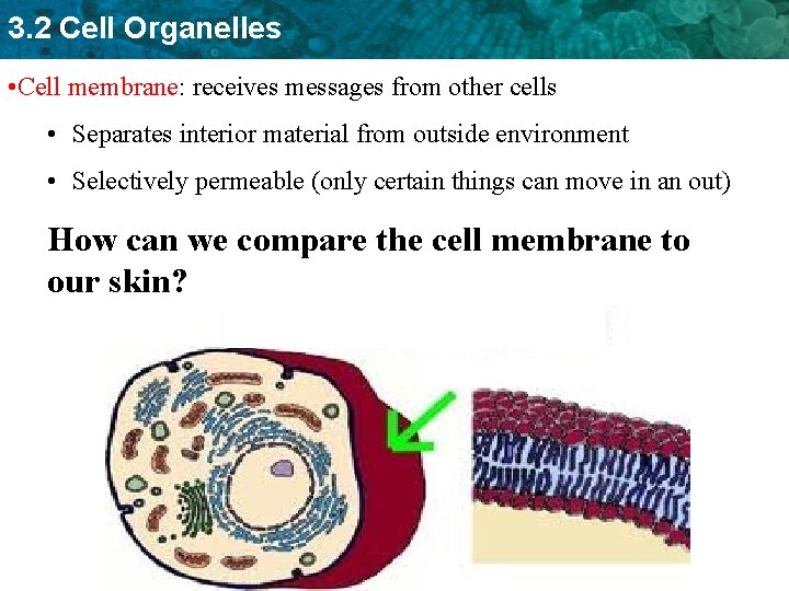 3. 2 Cell Organelles • Cell membrane: receives messages from other cells • Separates