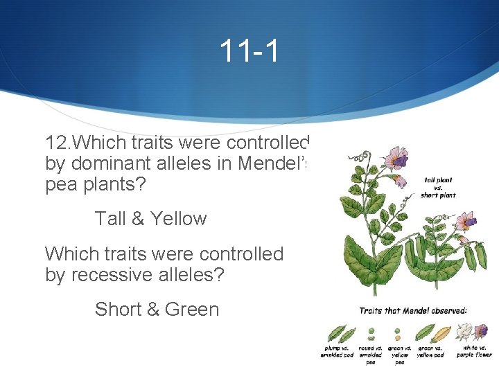 11 -1 12. Which traits were controlled by dominant alleles in Mendel’s pea plants?