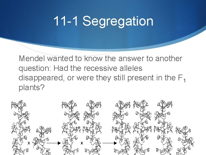 11 -1 Segregation Mendel wanted to know the answer to another question: Had the