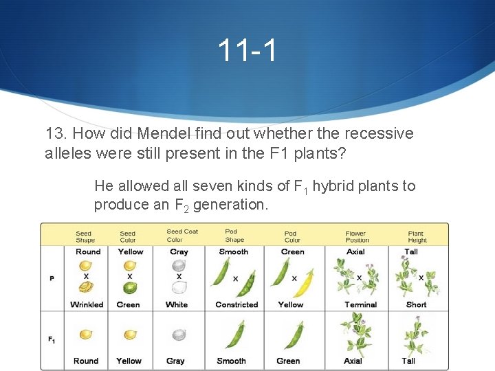 11 -1 13. How did Mendel find out whether the recessive alleles were still