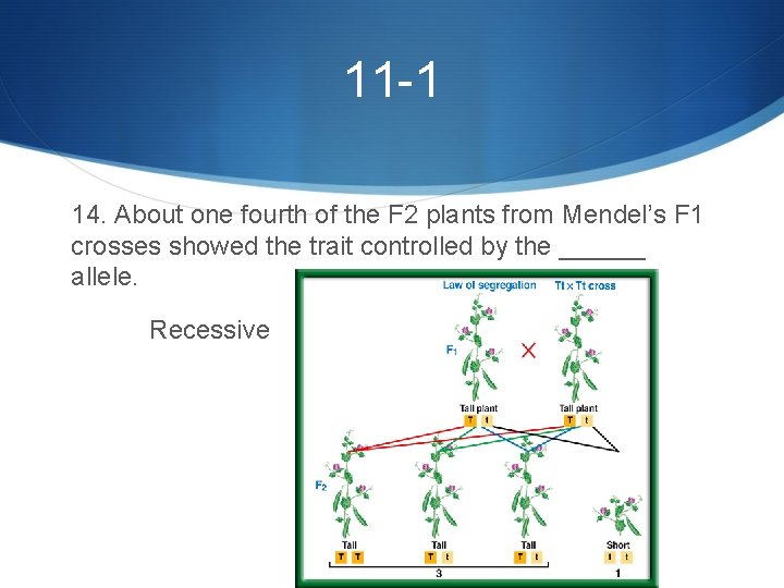 11 -1 14. About one fourth of the F 2 plants from Mendel’s F