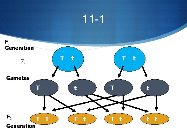 11 -1 F 1 Generation T 17. t T t Gametes F 2 Generation