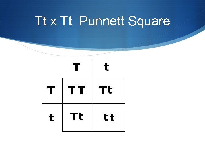 Tt x Tt Punnett Square 
