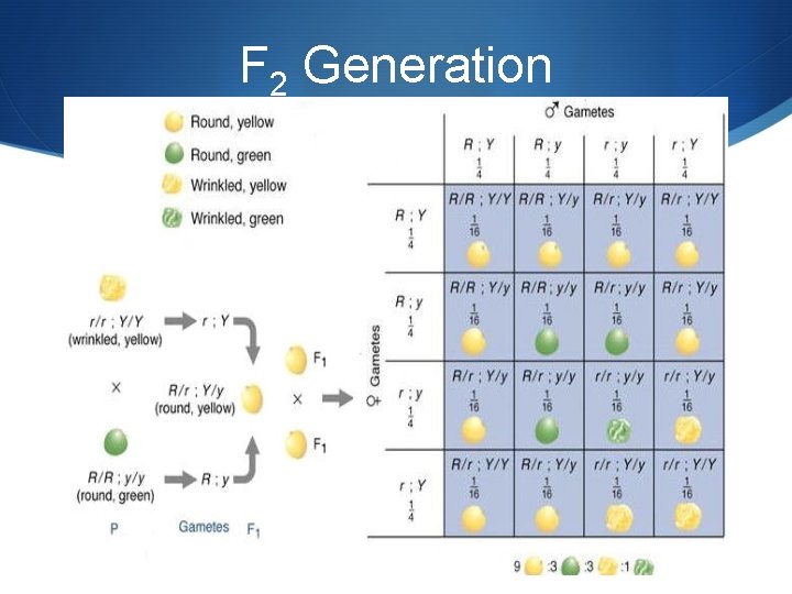 F 2 Generation 