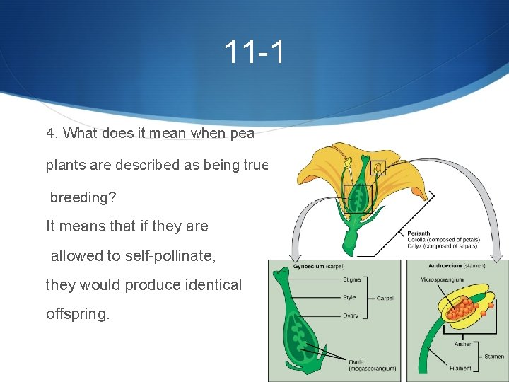 11 -1 4. What does it mean when pea plants are described as being