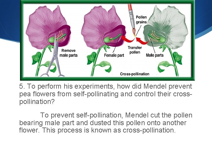 11 -1 5. To perform his experiments, how did Mendel prevent pea flowers from