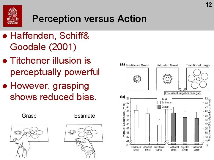 12 Perception versus Action Haffenden, Schiff& Goodale (2001) l Titchener illusion is perceptually powerful