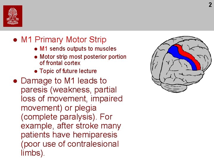 2 l M 1 Primary Motor Strip l l M 1 sends outputs to