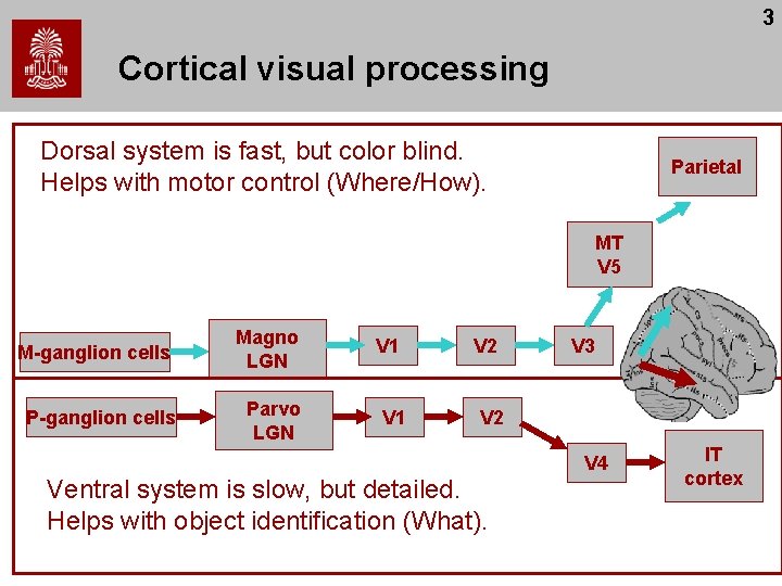 3 Cortical visual processing Dorsal system is fast, but color blind. Helps with motor