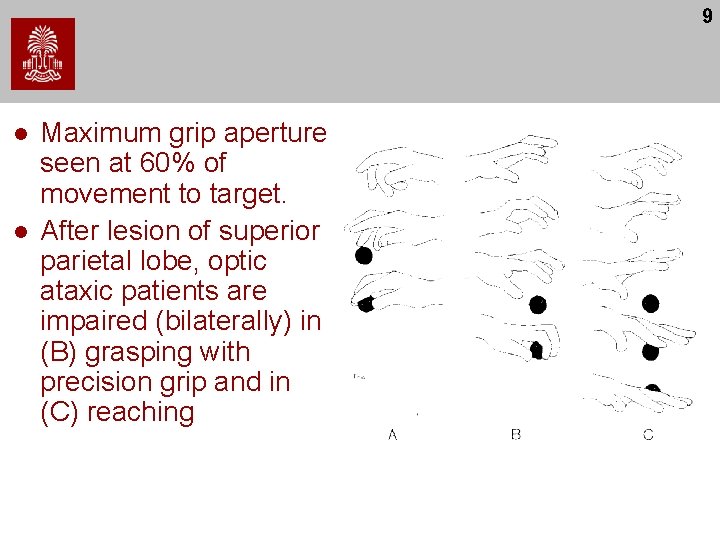 9 l l Maximum grip aperture seen at 60% of movement to target. After