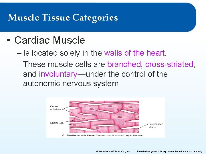 Muscle Tissue Categories • Cardiac Muscle – Is located solely in the walls of