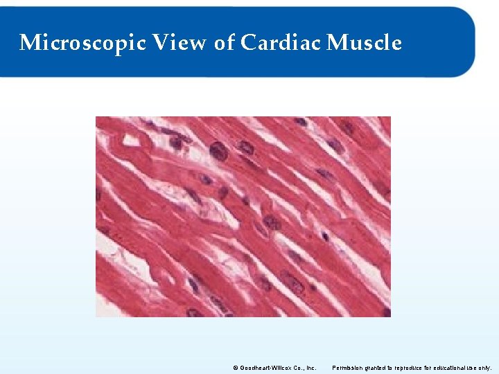 Microscopic View of Cardiac Muscle © Goodheart-Willcox Co. , Inc. Permission granted to reproduce