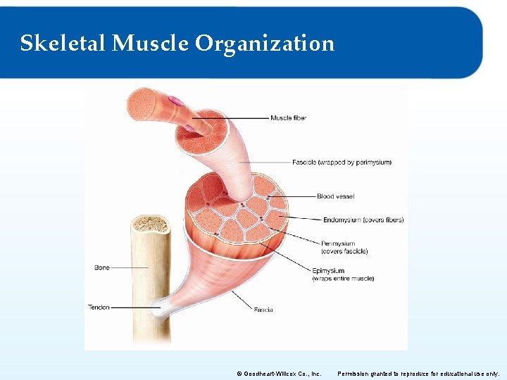 Skeletal Muscle Organization © Goodheart-Willcox Co. , Inc. Permission granted to reproduce for educational