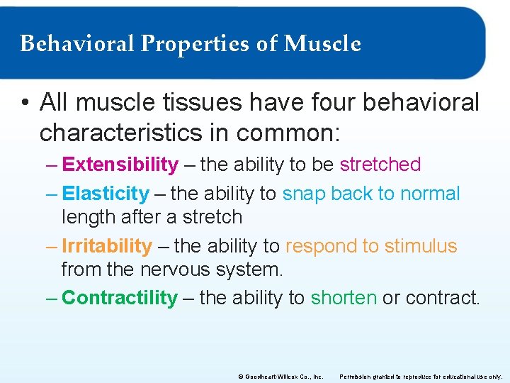 Behavioral Properties of Muscle • All muscle tissues have four behavioral characteristics in common: