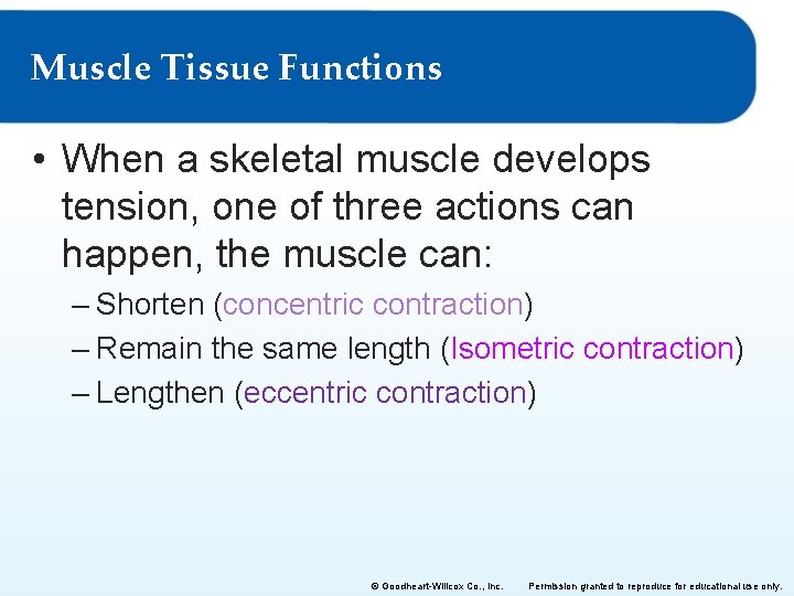 Muscle Tissue Functions • When a skeletal muscle develops tension, one of three actions