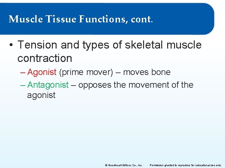 Muscle Tissue Functions, cont. • Tension and types of skeletal muscle contraction – Agonist