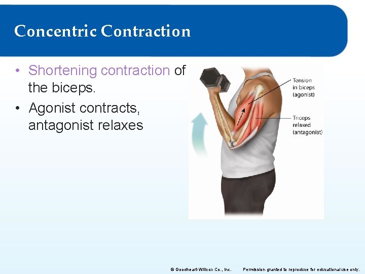 Concentric Contraction • Shortening contraction of the biceps. • Agonist contracts, antagonist relaxes ©