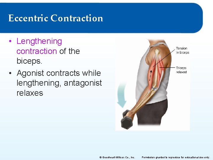 Eccentric Contraction • Lengthening contraction of the biceps. • Agonist contracts while lengthening, antagonist