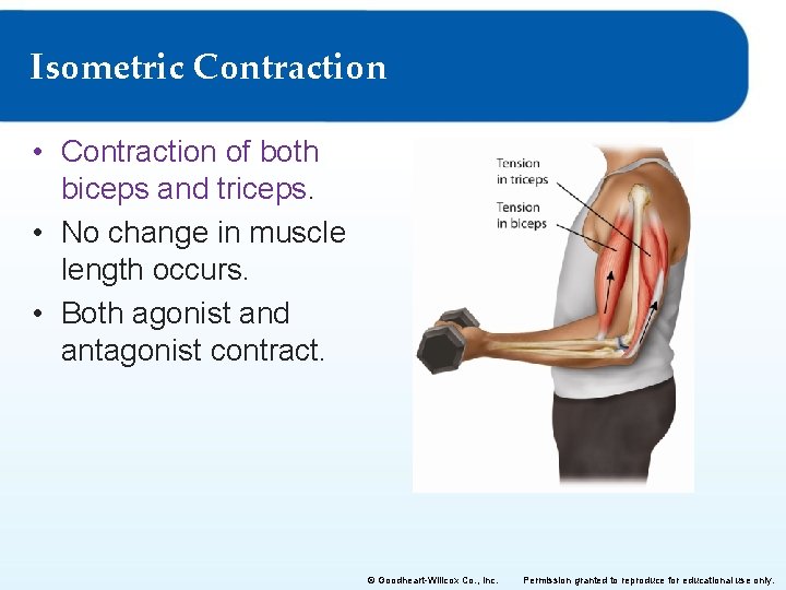 Isometric Contraction • Contraction of both biceps and triceps. • No change in muscle
