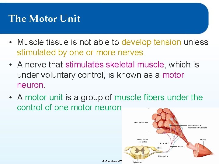 The Motor Unit • Muscle tissue is not able to develop tension unless stimulated