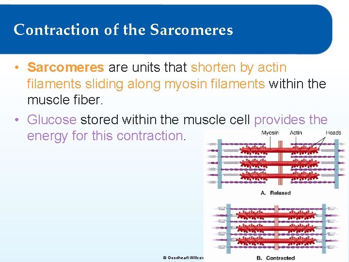 Contraction of the Sarcomeres • Sarcomeres are units that shorten by actin filaments sliding
