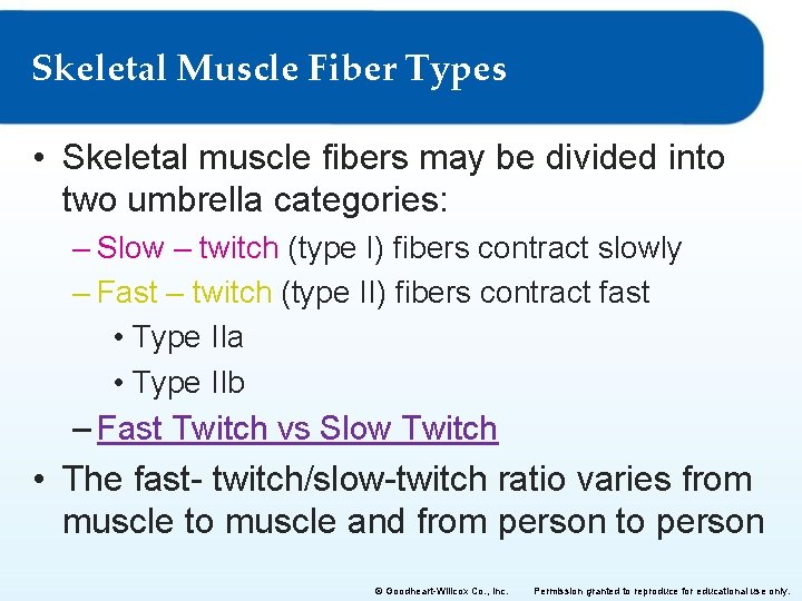 Skeletal Muscle Fiber Types • Skeletal muscle fibers may be divided into two umbrella