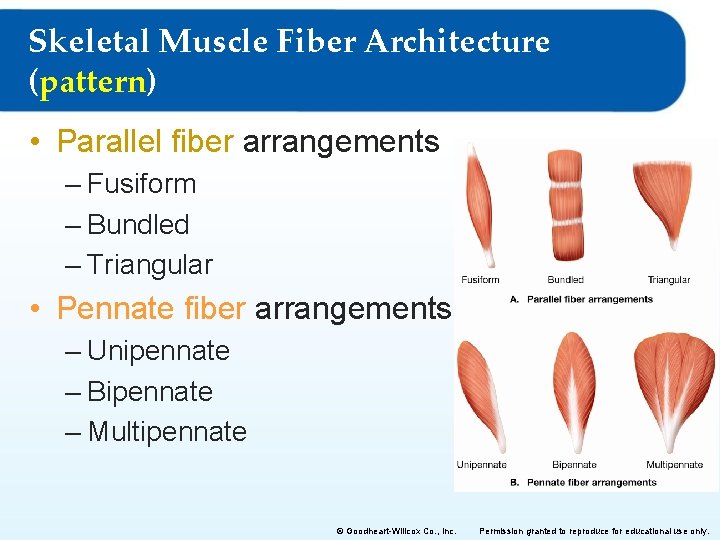 Skeletal Muscle Fiber Architecture (pattern) • Parallel fiber arrangements – Fusiform – Bundled –