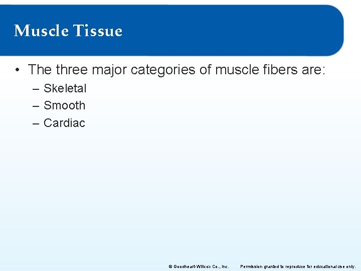 Muscle Tissue • The three major categories of muscle fibers are: – Skeletal –