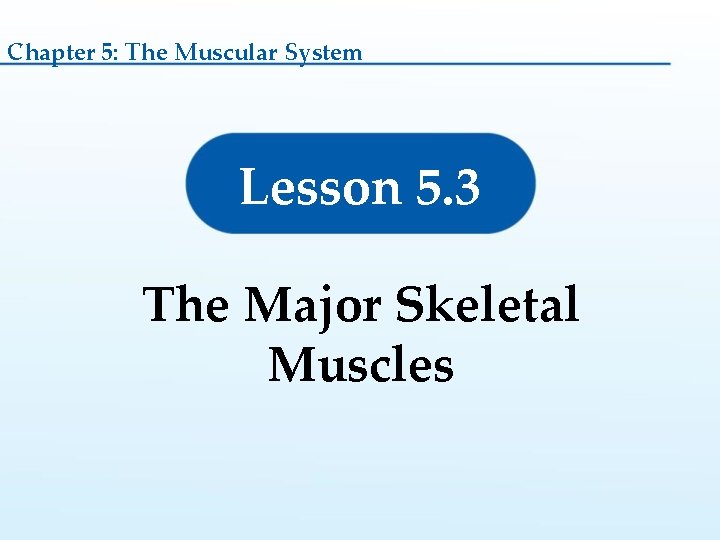 Chapter 5: The Muscular System Lesson 5. 3 The Major Skeletal Muscles 