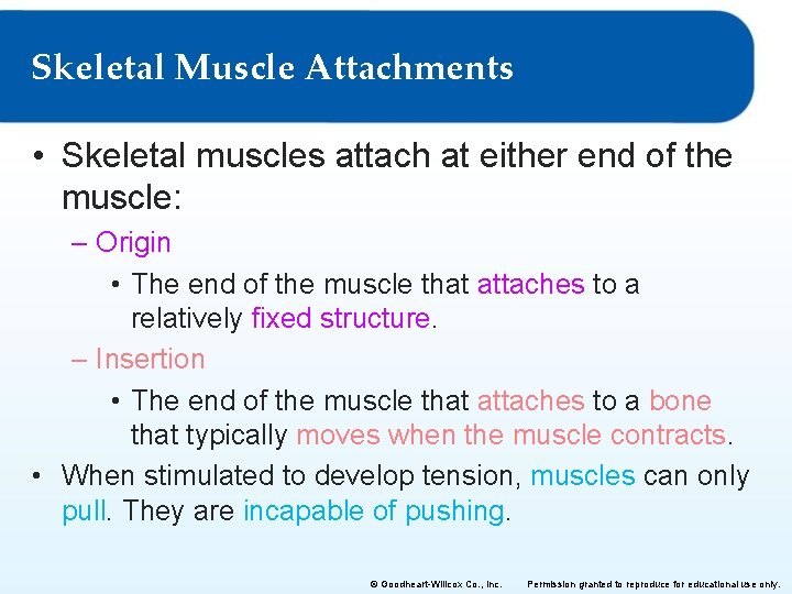 Skeletal Muscle Attachments • Skeletal muscles attach at either end of the muscle: –