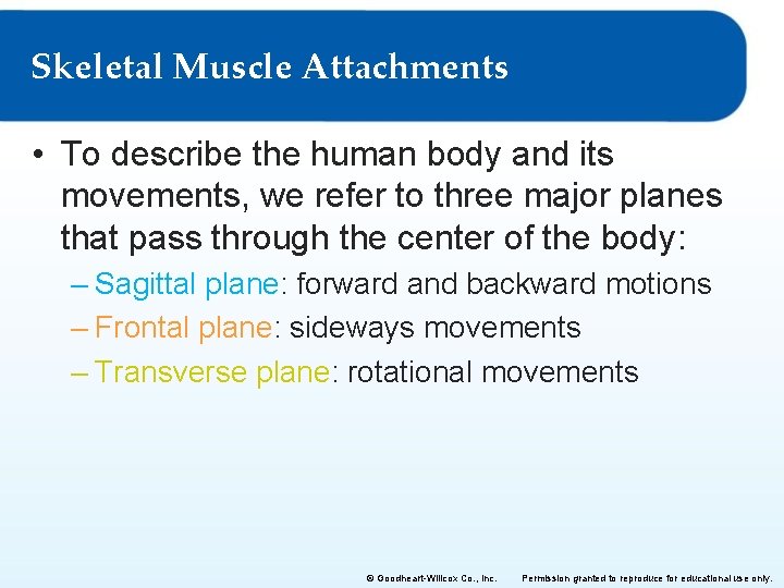 Skeletal Muscle Attachments • To describe the human body and its movements, we refer