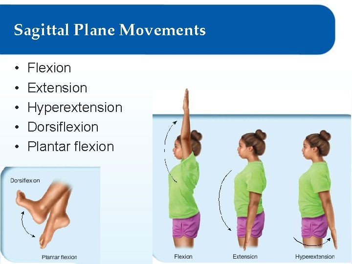 Sagittal Plane Movements • • • Flexion Extension Hyperextension Dorsiflexion Plantar flexion © Goodheart-Willcox