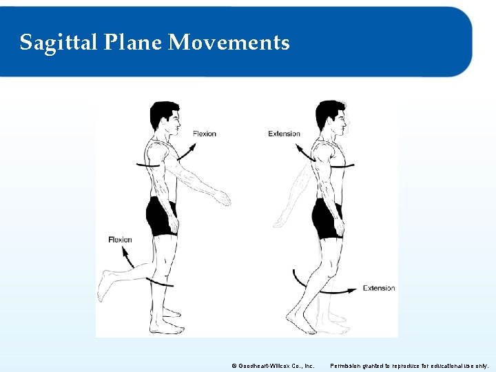 Sagittal Plane Movements © Goodheart-Willcox Co. , Inc. Permission granted to reproduce for educational