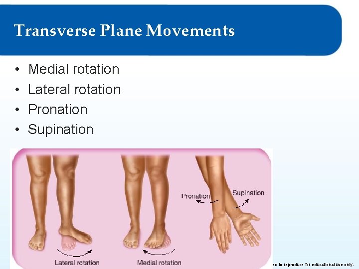 Transverse Plane Movements • • Medial rotation Lateral rotation Pronation Supination © Goodheart-Willcox Co.