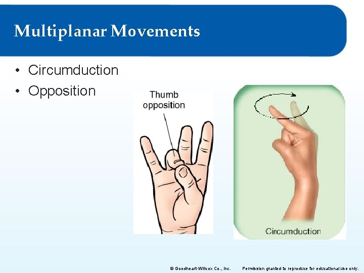 Multiplanar Movements • Circumduction • Opposition © Goodheart-Willcox Co. , Inc. Permission granted to