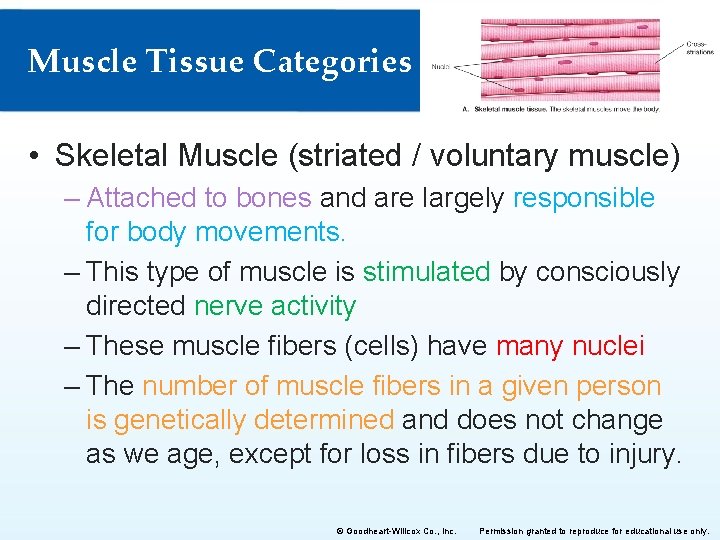 Muscle Tissue Categories • Skeletal Muscle (striated / voluntary muscle) – Attached to bones