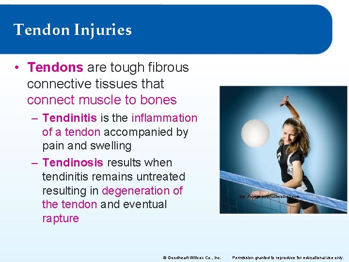 Tendon Injuries • Tendons are tough fibrous connective tissues that connect muscle to bones