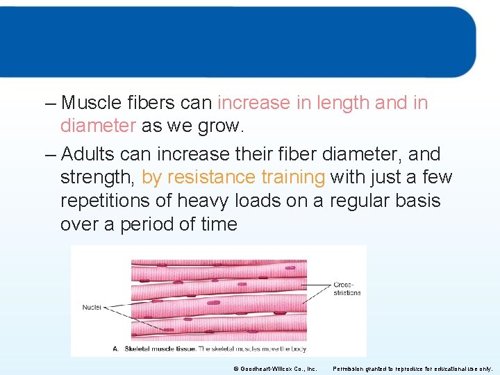 – Muscle fibers can increase in length and in diameter as we grow. –