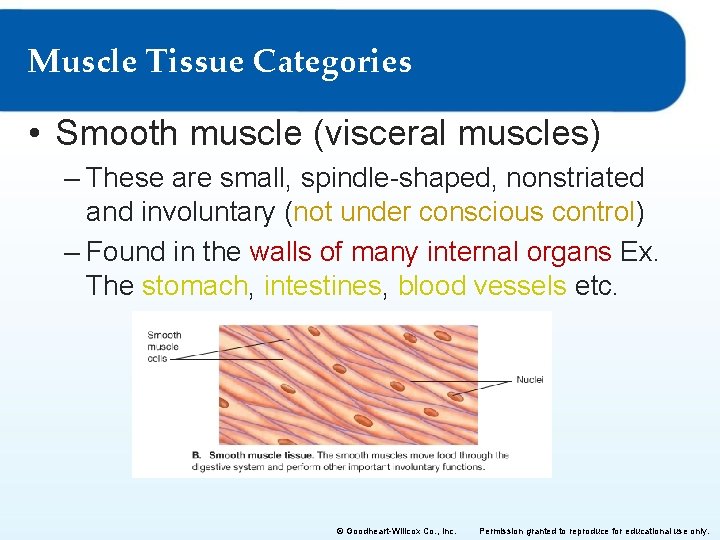 Muscle Tissue Categories • Smooth muscle (visceral muscles) – These are small, spindle-shaped, nonstriated