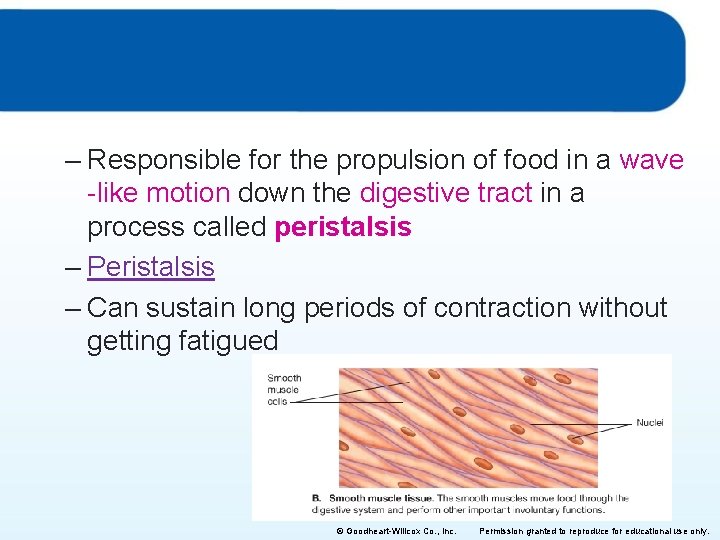 – Responsible for the propulsion of food in a wave -like motion down the