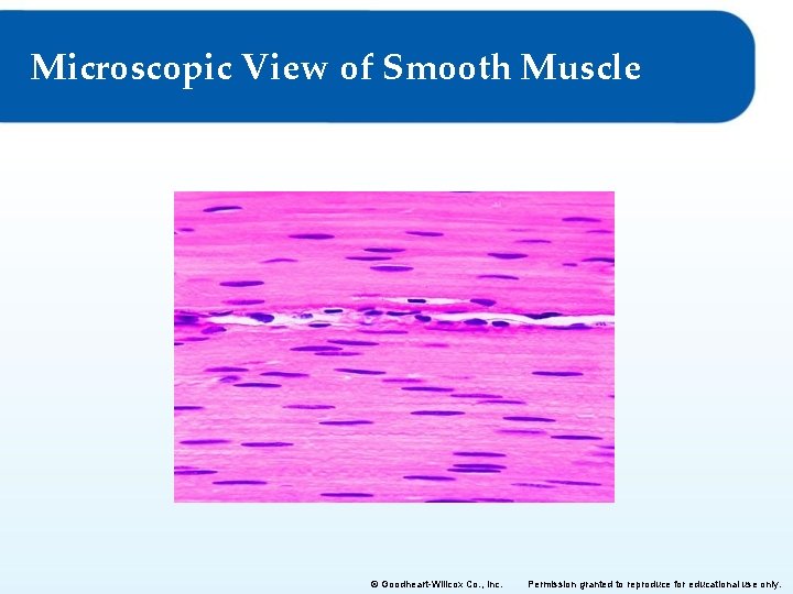 Microscopic View of Smooth Muscle © Goodheart-Willcox Co. , Inc. Permission granted to reproduce