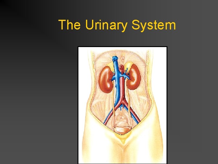 The Urinary System 