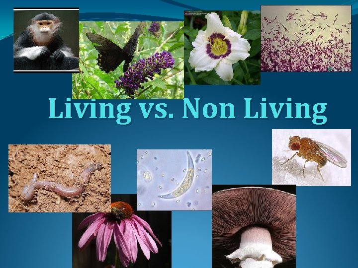 Living vs. Non Living 